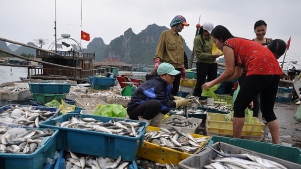 Đã có kết quả về mức độ an toàn hải sản tại 4 tỉnh miền trung